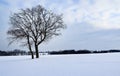 Lonely snowy tree in the middle of a field.
